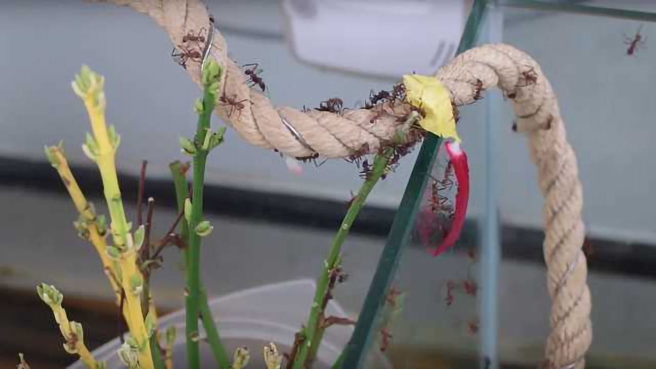 How Fungus-Farming Ants Might Help us Develop New Antibiotics