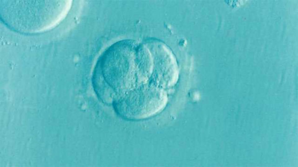 Breakthrough in Growing Human Embryos content piece image