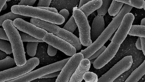 Probiotic use is a Link Between Brain Fogginess and Severe Bloating