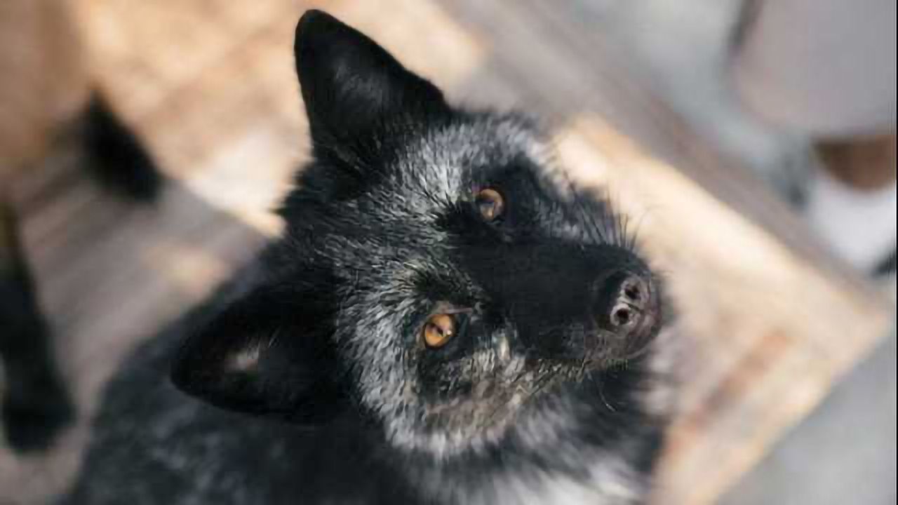 Taming the Fox Genome