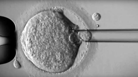 Creating the UK's First "Three-Person" Baby