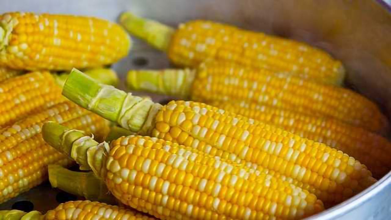 Can We Grow Food Without Fertiliser?