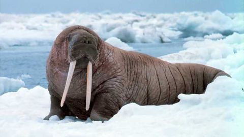 Walrus DNA Reveals Viking Ivory Trade