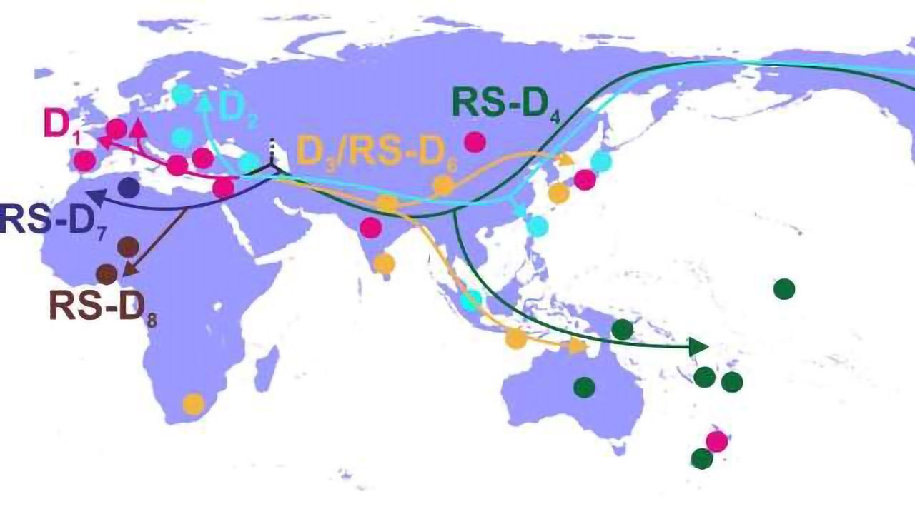 Unravelling the History of Hepatitis B Virus
