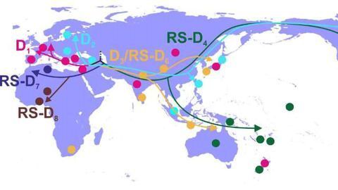 Unravelling the History of Hepatitis B Virus