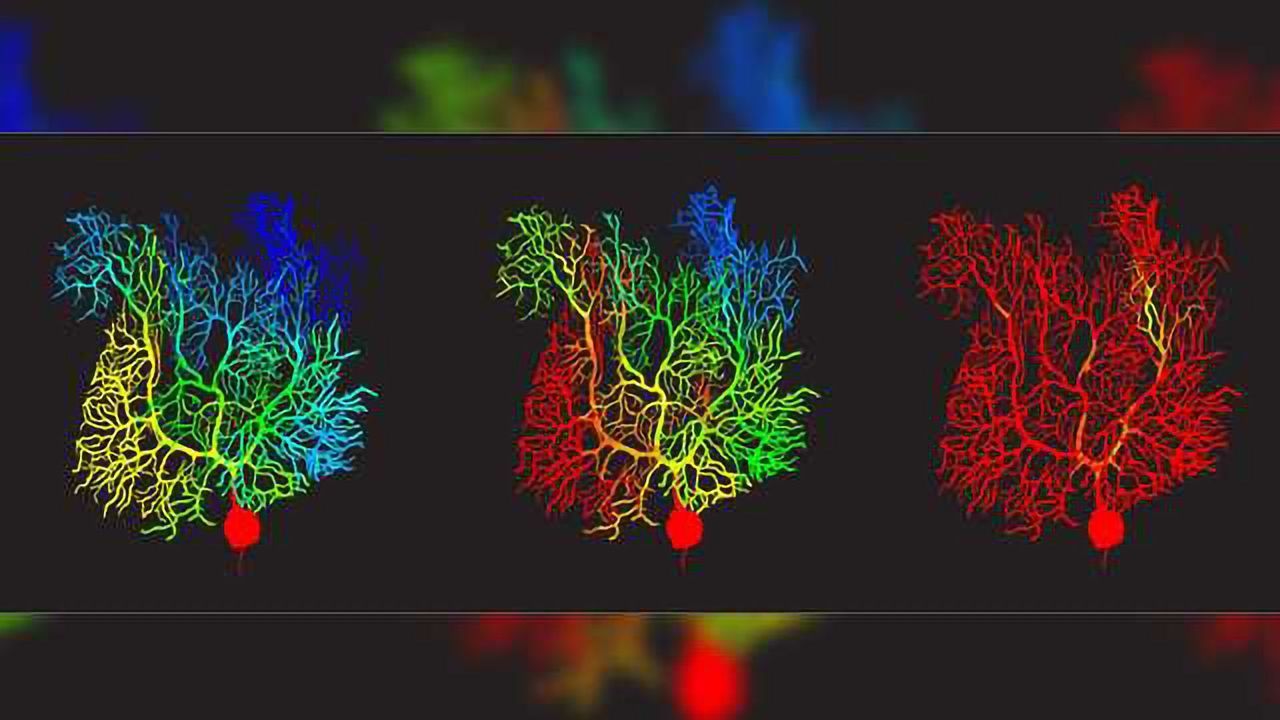 Virtual Cerebellar Purkinje Cell Gets an Upgrade