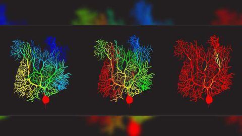 Virtual Cerebellar Purkinje Cell Gets an Upgrade