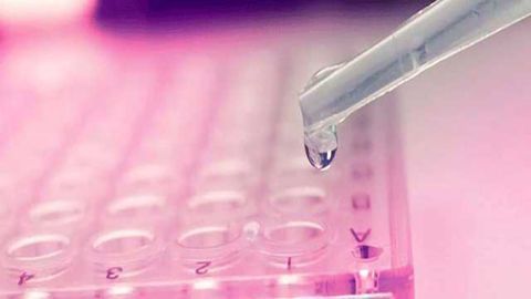 Benefits of Increasing the Time Limit for Embryo Research Highlighted