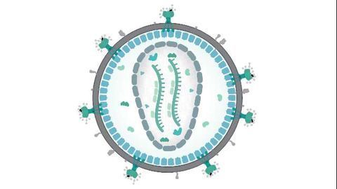 Koala Virus Could Explain Presence of Human 'Junk' DNA
