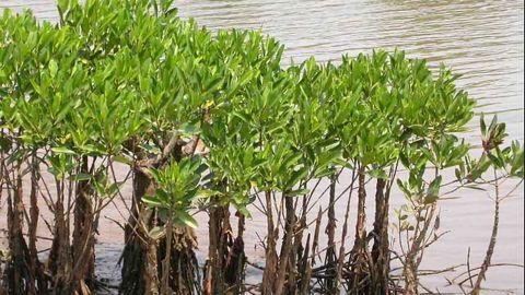High prevalence of antibiotic and heavy metal resistance genes found in Indian mangrove microbial ecosystem
