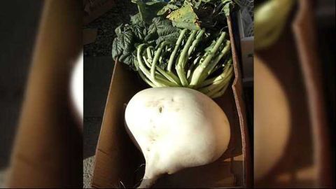 Compounds in ‘Monster’ Radish Could Help Prevent Heart Disease & Stroke