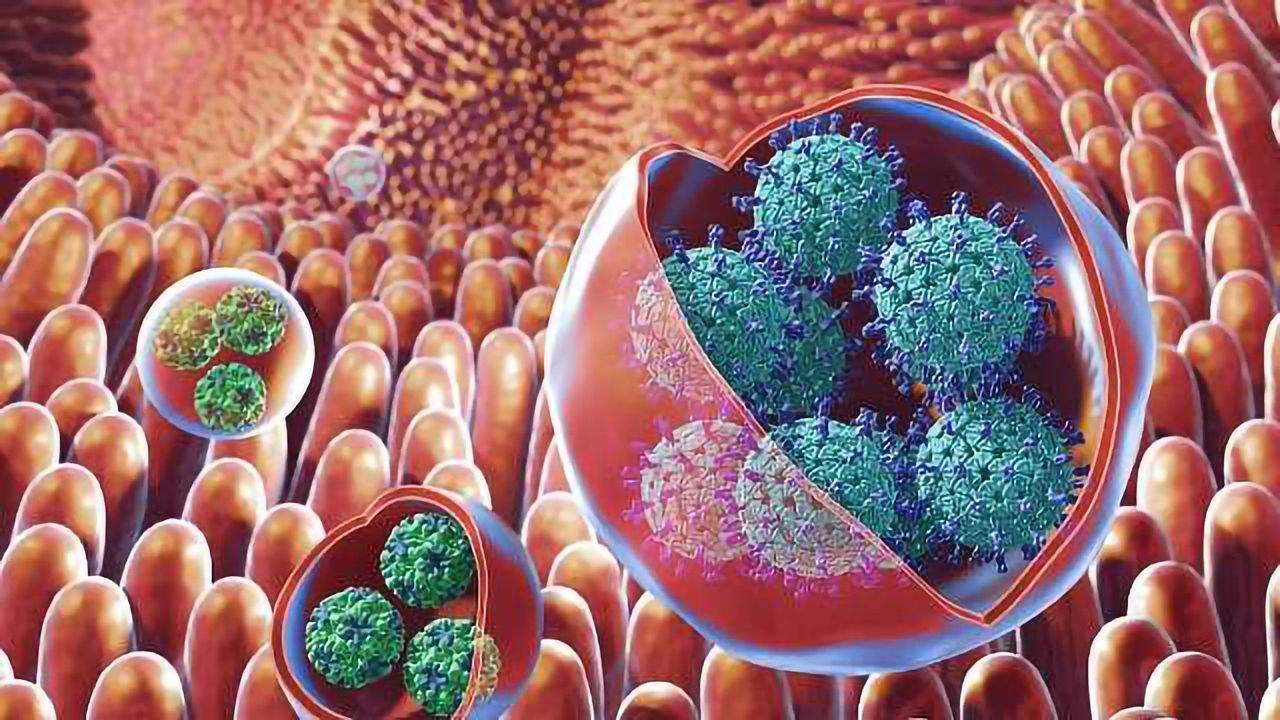 Trick that Allows Vomiting Virus to Spread So Effectively