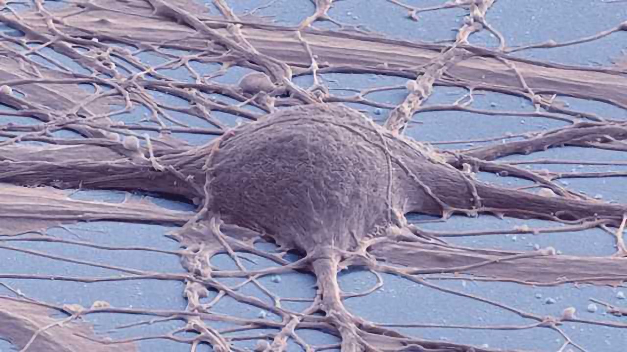 Created Line Of Spinal Cord Neural Stem Cells Shows Diverse Promise