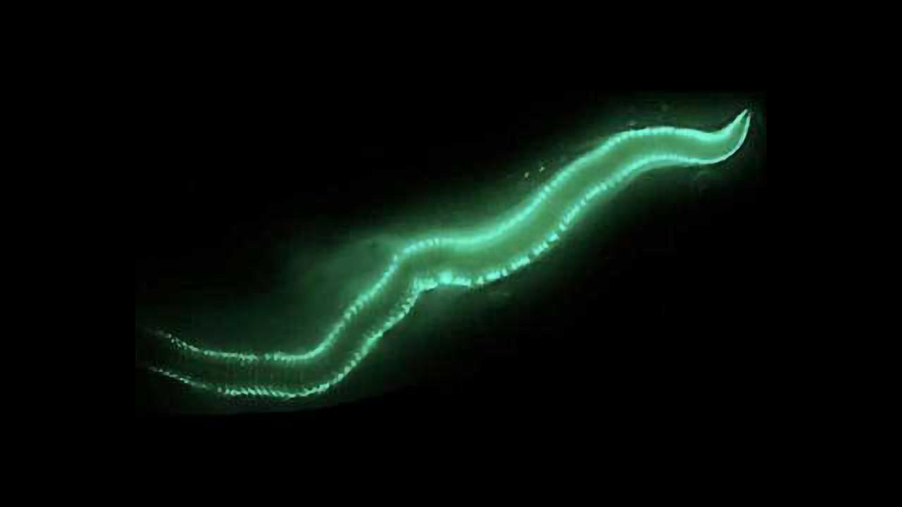 What Fuels the Fireworm?