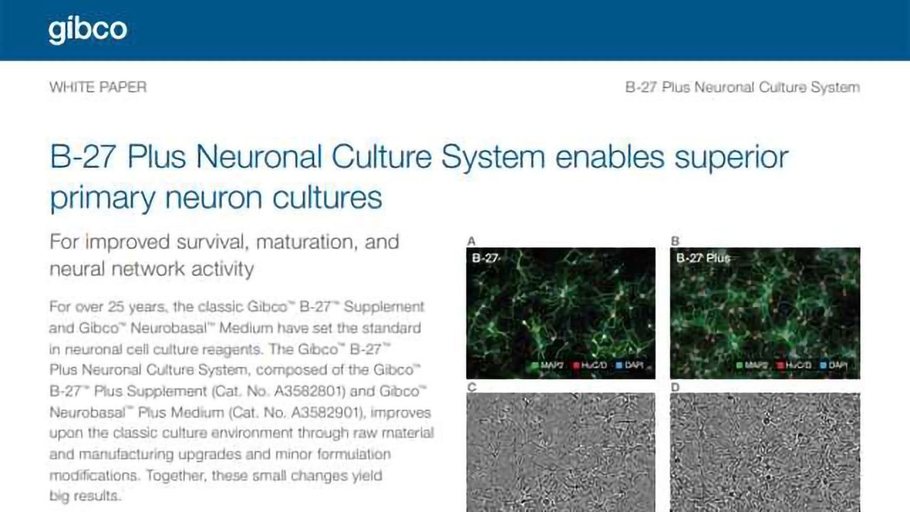 A Look at How a New B-27 Plus Formulation Improves Primary Neuron Survival and Neural Network Activity