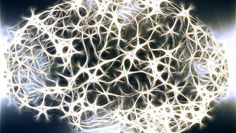 3D Electron Microscopy of Synapse Building