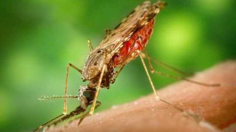 Highly Effective and Selective Molecule Developed to Fight Malaria