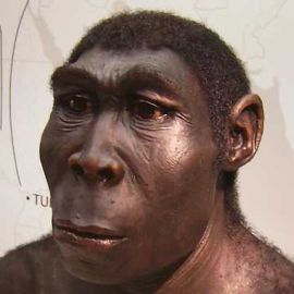 Laziness Helped Drive Homo Erectus To Extinction Technology Networks