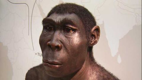 'Laziness' Helped Drive Homo erectus to Extinction