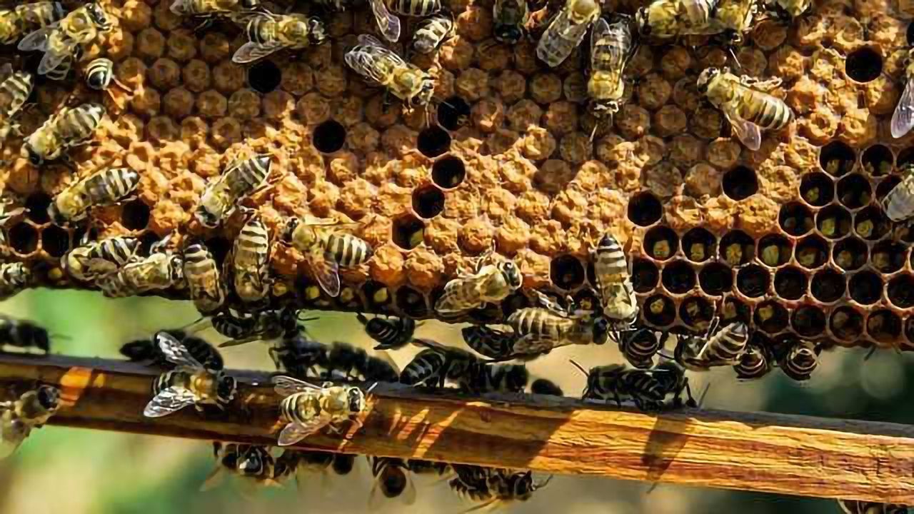 Environmental Monitoring Using Honeybees