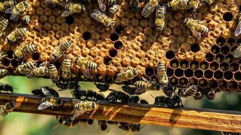 Environmental Monitoring Using Honeybees