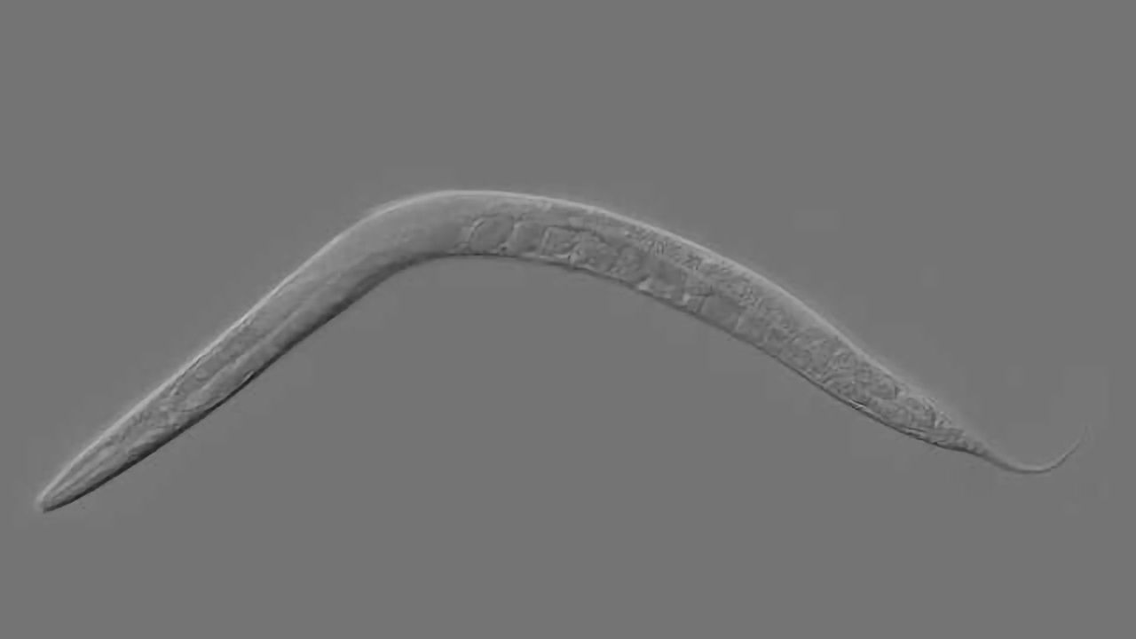 Worm Study Shows How Genes Drive Aging