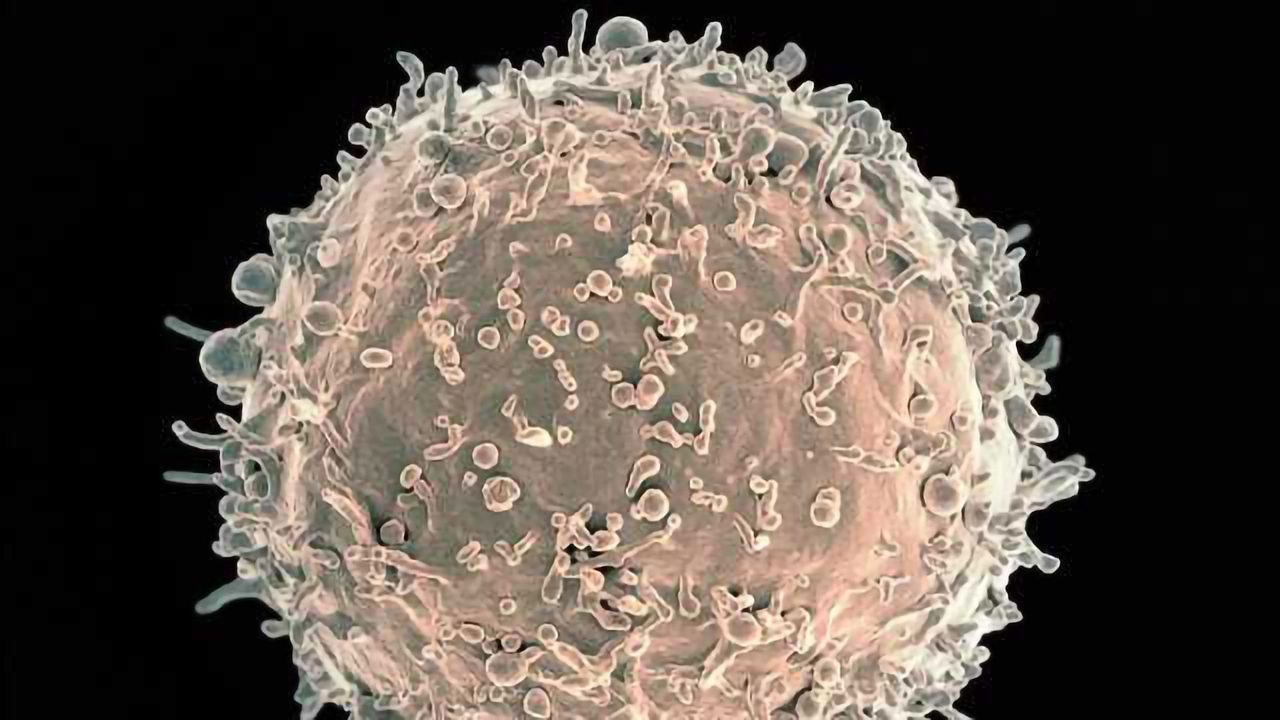 Antibody can Block B Cells from Fighting HIV