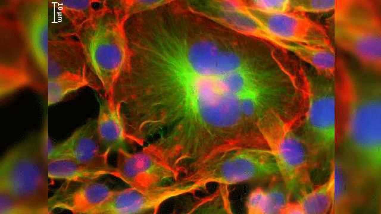 Key Physical Properties of Giant Cancer Cells Revealed