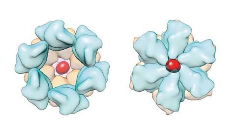 Supercomputer Simulations Shows HIV Targets