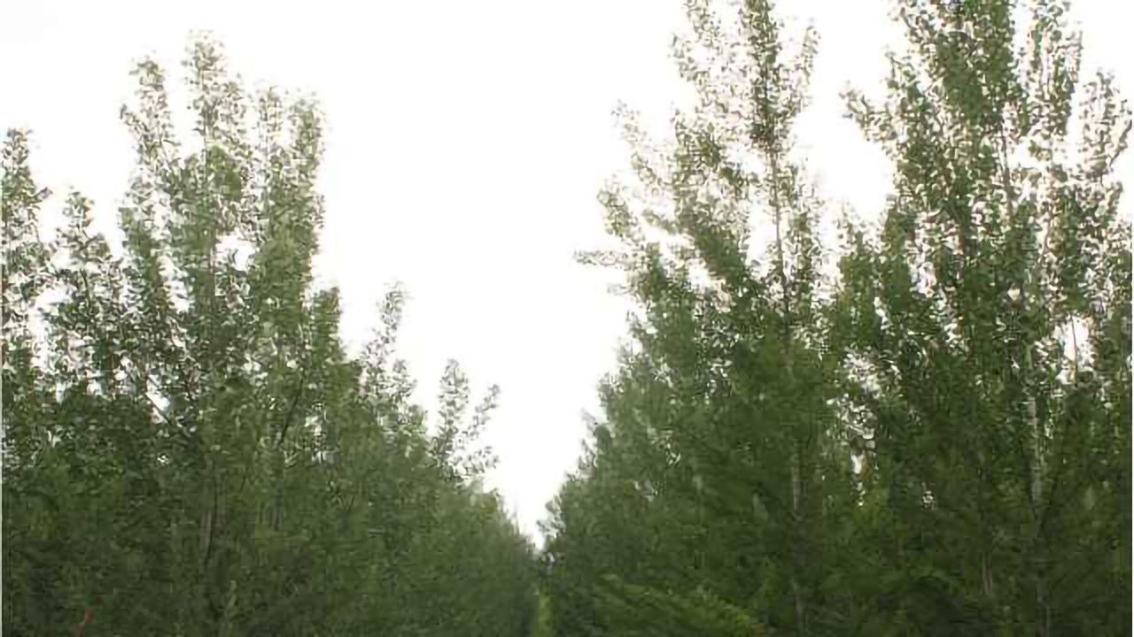 Genetic Engineering Can Stop Poplar Trees Spreading
