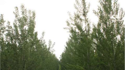 Genetic Engineering Can Stop Poplar Trees Spreading