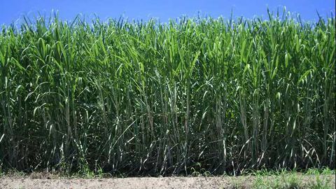 Key Gene to Accelerate Sugarcane Growth Is Identified