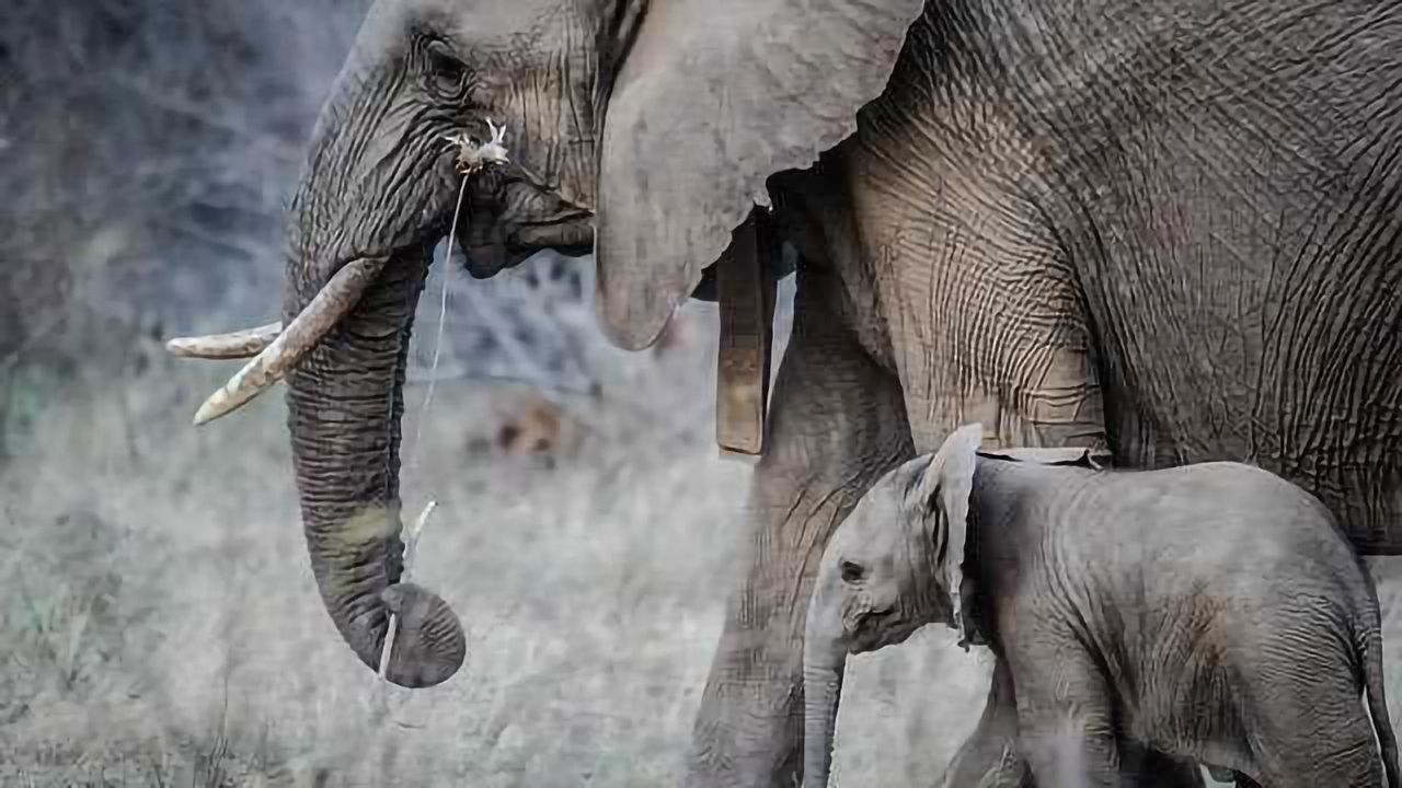Resurrected Zombie Gene Protects Elephants Against Cancer