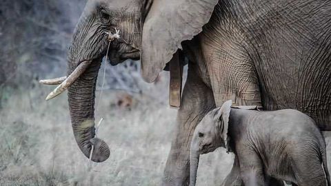 Resurrected Zombie Gene Protects Elephants Against Cancer