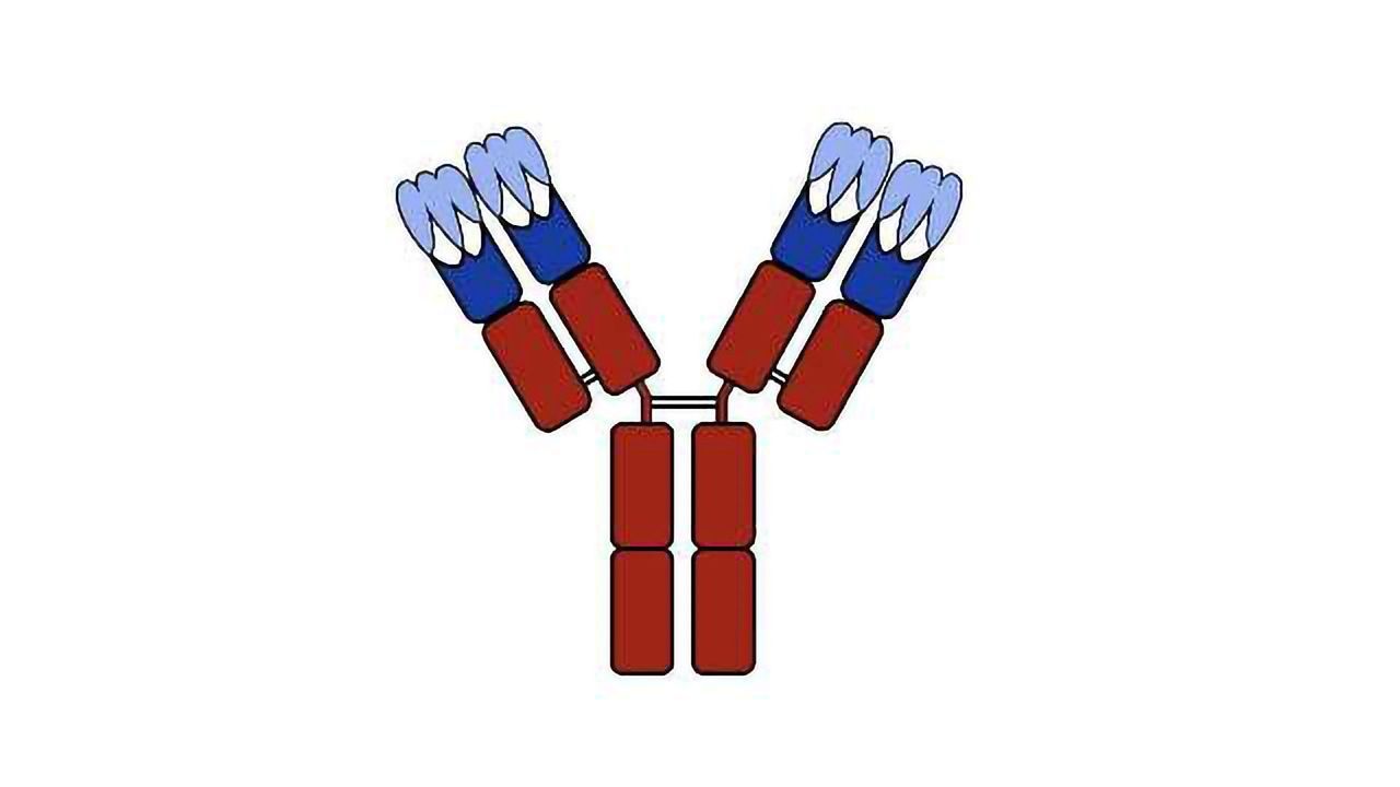 Why Do Our Immune Responses Differ?