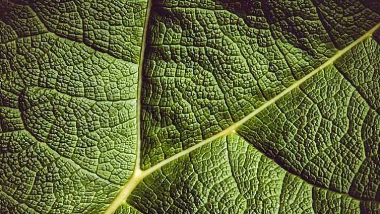 Cancer-Fighting Drugs Also Help Plants Fight Disease