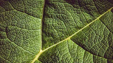 Cancer-Fighting Drugs Also Help Plants Fight Disease