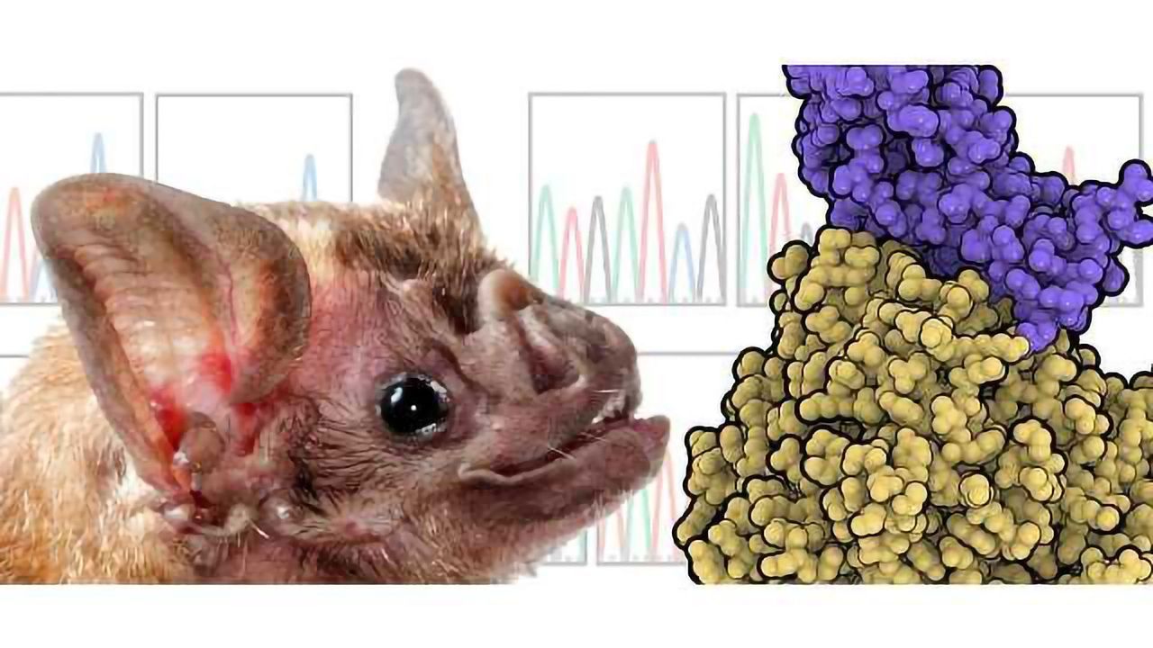 Viruses Spread their Net Through Adaptation