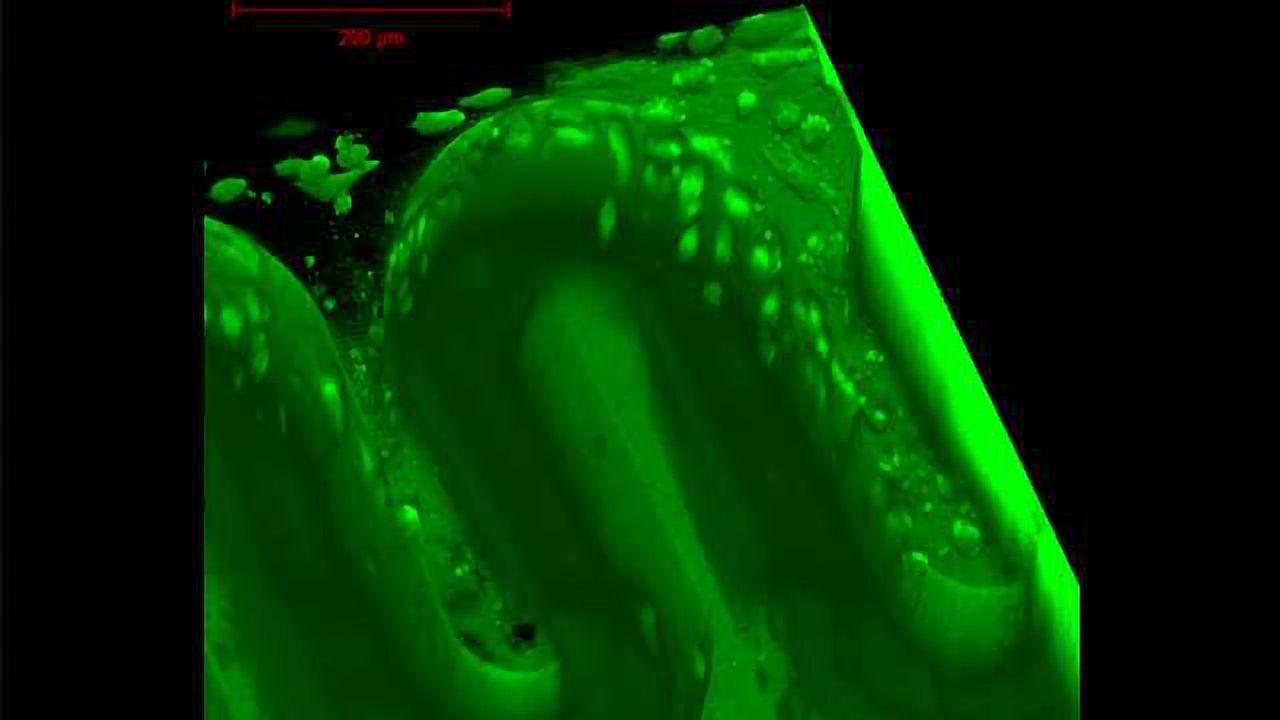 Placenta-on-a-chip 3D-printed in the Lab