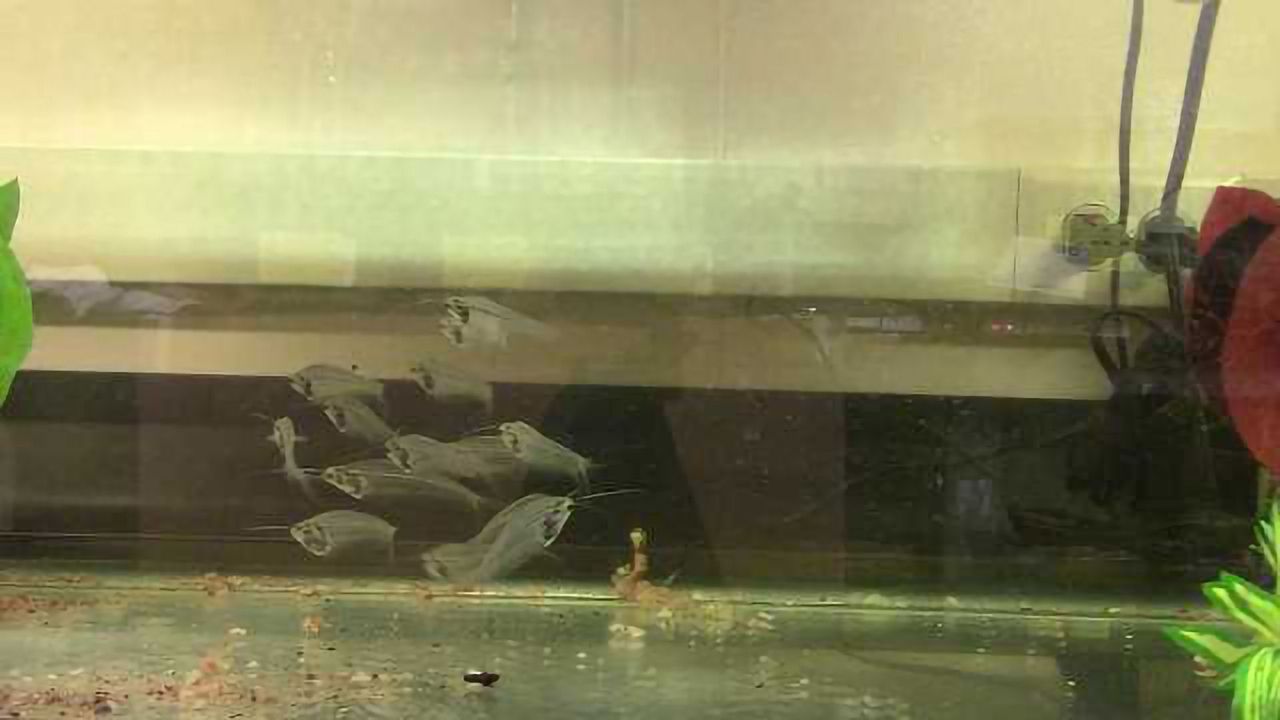 Magnetic Fish Gene Has Potential for Parkinson's