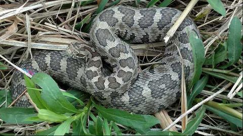 How Deadly Rattlesnake Keeps Its Diversity