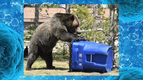 New Clues into How ‘Trash Bag of the Cell’ Traps and Seals off Waste
