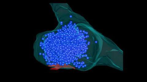 Protein Droplets Keep Your Neurons Firing Fast