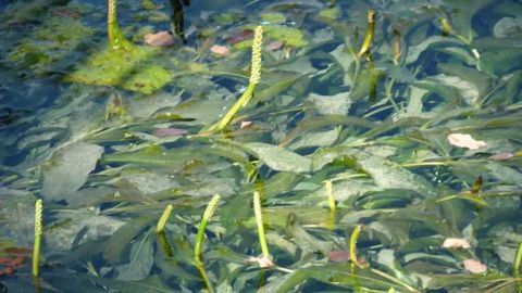 eDNA Sequencing Goes Deep in the Weeds