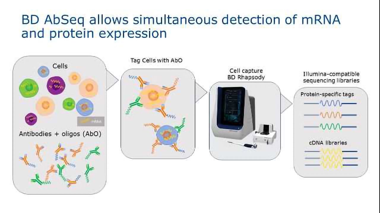 Single Cell Analysis with the BD AbSeq Assay