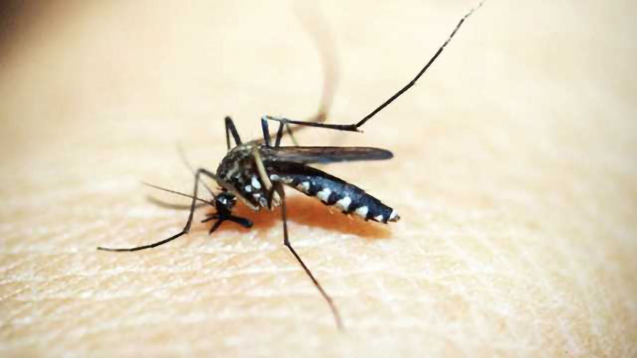 A DIY 'Just-add-water' Malaria Detection Kit is Ready to Launch
