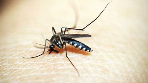 A DIY 'Just-add-water' Malaria Detection Kit is Ready to Launch