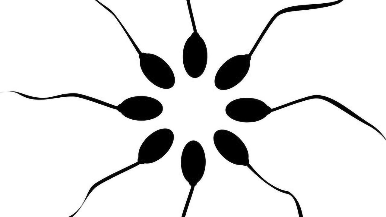 Bird Study Shows Optimal Sperm Length Varies Between Individuals