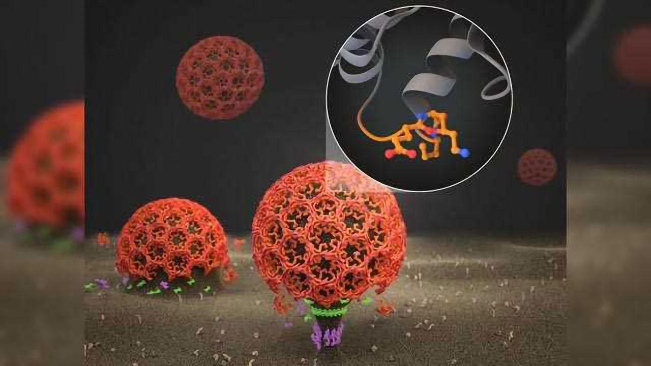 Molecular Switch May Serve as New Target for Cancer and Diabetes Therapies