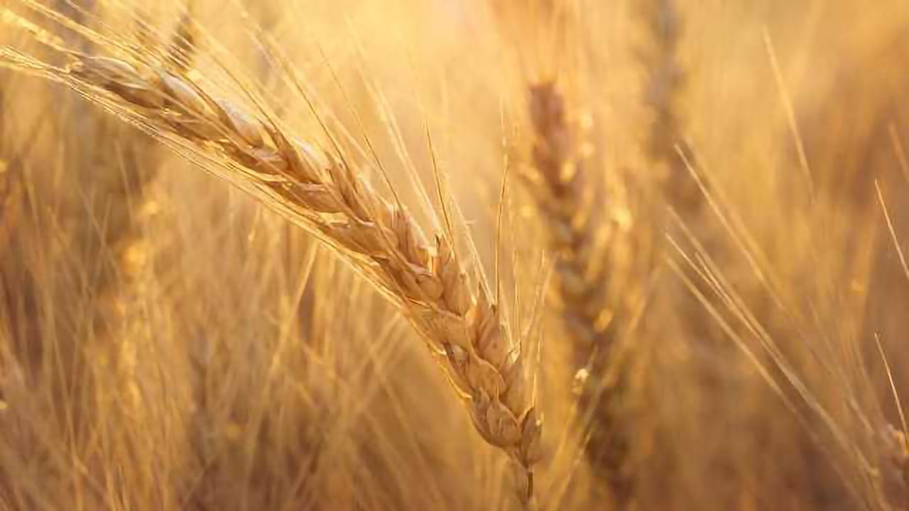 Wheat Genome Cracked at Last